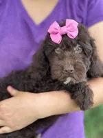 Tootsie, a female Cavapoo and Cavalier King Charles Spaniel for sale in Marshfield, MO – 2 of 7