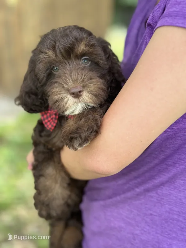 Hershey – Cavapoo, Cavalier King Charles Spaniel puppy for sale in Marshfield, MO