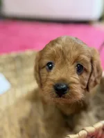 Wendy , a female Cavapoo and Cavalier King Charles Spaniel for sale in Marshfield, MO – 8 of 10