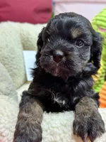 Gabe, a male Cavapoo and Cavalier King Charles Spaniel for sale in Marshfield, MO – 8 of 9