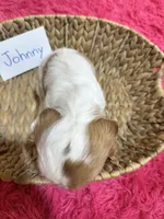 Johnny, a male Cavalier King Charles Spaniel for sale in Marshfield, MO – 8 of 10