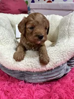 Harper , a female Cavapoo and Cavalier King Charles Spaniel for sale in Marshfield, MO – 6 of 6