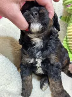 Billy , a male Cavapoo and Cavalier King Charles Spaniel for sale in Marshfield, MO – 6 of 6
