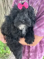 Sale pending , a female Cavapoo for sale in Marshfield, MO – 4 of 10
