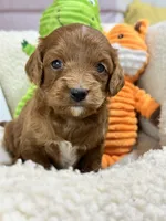 Gloria , a female Cavapoo and Cavalier King Charles Spaniel for sale in Marshfield, MO – 7 of 7