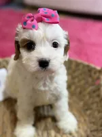 Snowball, a female Cavapoo and Cavalier King Charles Spaniel for sale in Marshfield, MO – 4 of 10
