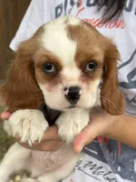 Johnny, a male Cavalier King Charles Spaniel for sale in Marshfield, MO – 2 of 10