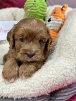 Marsha, a female Cavapoo and Cavalier King Charles Spaniel for sale in Marshfield, MO – 6 of 10