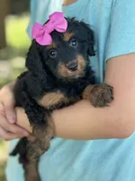 Bella , a female Cavapoo and Cavalier King Charles Spaniel for sale in Marshfield, MO – 2 of 10