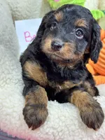 Bella , a female Cavapoo and Cavalier King Charles Spaniel for sale in Marshfield, MO – 7 of 9