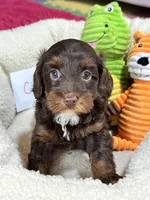 Coco, a female Cavapoo and Cavalier King Charles Spaniel for sale in Marshfield, MO – 5 of 10
