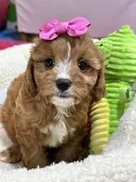 Annie , a female Cavapoo and Cavalier King Charles Spaniel for sale in Marshfield, MO – 6 of 10