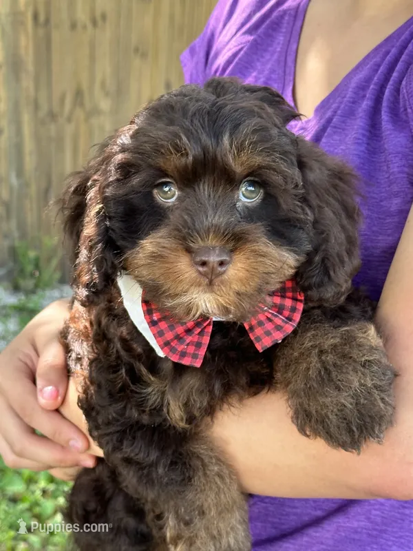 Snickers  – Cavapoo, Cavalier King Charles Spaniel puppy for sale in Marshfield, MO
