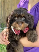 Snickers , a male Cavapoo and Cavalier King Charles Spaniel for sale in Marshfield, MO – 1 of 10