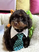 Snickers , a male Cavapoo and Cavalier King Charles Spaniel for sale in Marshfield, MO – 2 of 9