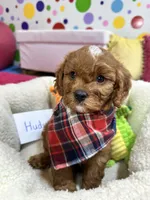 Hudson , a male Cavapoo and Cavalier King Charles Spaniel for sale in Marshfield, MO – 3 of 10