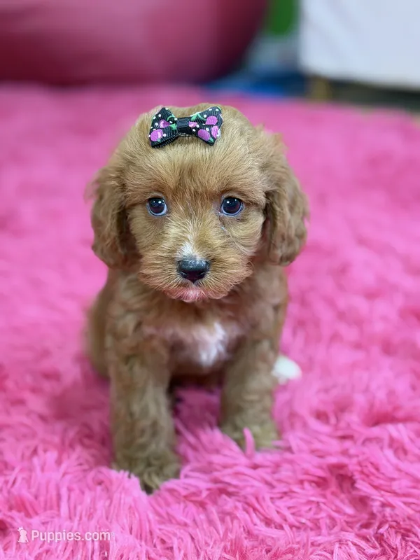 Riley  – Cavapoo, Cavalier King Charles Spaniel puppy for sale in Marshfield, MO