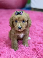 Riley , a female Cavapoo and Cavalier King Charles Spaniel for sale in Marshfield, MO – 1 of 10