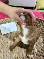 Hugo , a male Cavapoo and Cavalier King Charles Spaniel for sale in Marshfield, MO – 6 of 7
