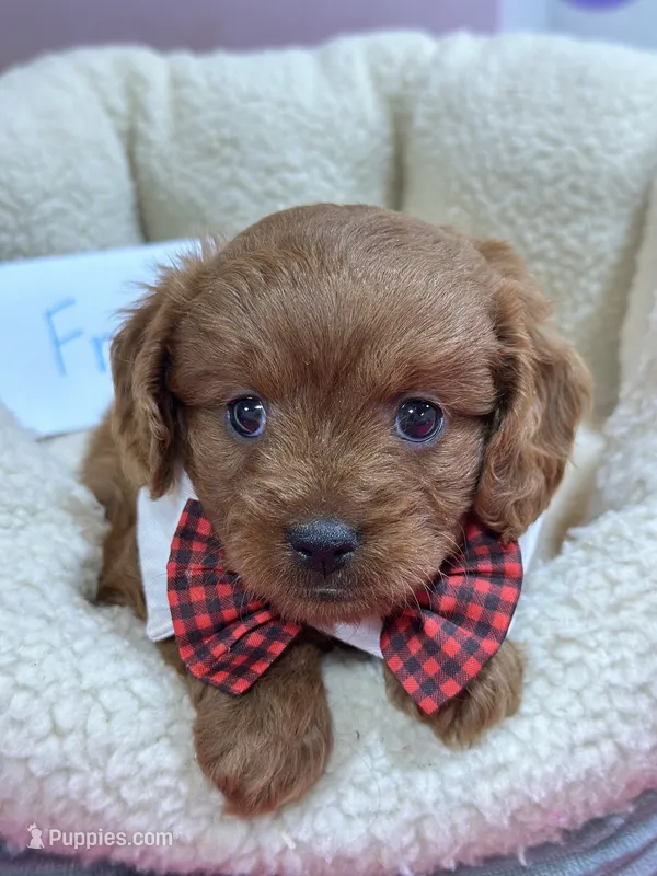 Fred – Cavapoo, Cavalier King Charles Spaniel puppy for sale in Marshfield, MO
