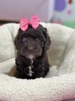 Tootsie, a female Cavapoo and Cavalier King Charles Spaniel for sale in Marshfield, MO – 4 of 10