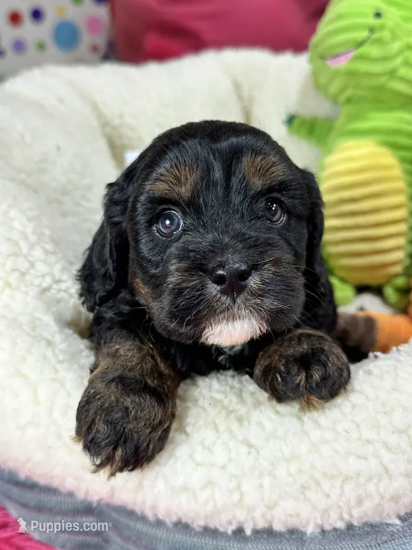 Billy  – Cavapoo, Cavalier King Charles Spaniel puppy for sale in Marshfield, MO