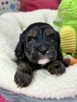 Billy , a male Cavapoo and Cavalier King Charles Spaniel for sale in Marshfield, MO – 1 of 6