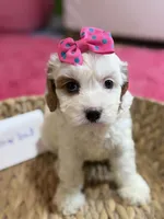Snowball, a female Cavapoo and Cavalier King Charles Spaniel for sale in Marshfield, MO – 7 of 10