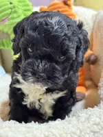 Tommy, a male Cavapoo and Cavalier King Charles Spaniel for sale in Marshfield, MO – 6 of 10