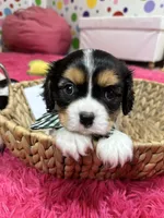 Tim, a male Cavalier King Charles Spaniel for sale in Marshfield, MO – 3 of 10