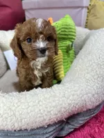 Carl, a male Cavapoo and Cavalier King Charles Spaniel for sale in Marshfield, MO – 7 of 10