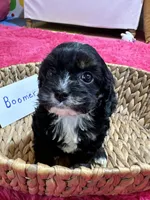 Boomer, a male Cavapoo and Cavalier King Charles Spaniel for sale in Missouri, MO – Photo 9 of 10