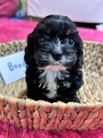Boomer, a male Cavapoo and Cavalier King Charles Spaniel for sale in Missouri, MO – Photo 7 of 10