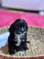 Boomer, a male Cavapoo and Cavalier King Charles Spaniel for sale in Missouri, MO – Photo 5 of 10
