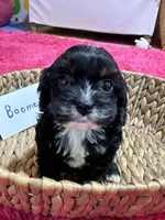 Boomer, a male Cavapoo and Cavalier King Charles Spaniel for sale in Missouri, MO – Photo 10 of 10