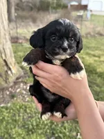 Boomer, a male Cavapoo and Cavalier King Charles Spaniel for sale in Missouri, MO – Photo 3 of 10