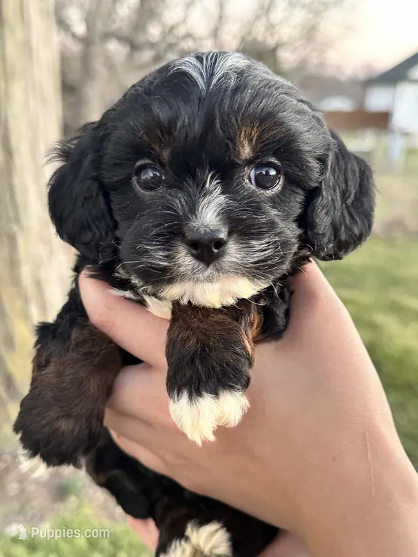 Boomer – Cavapoo, Cavalier King Charles Spaniel puppy for sale in Missouri, MO