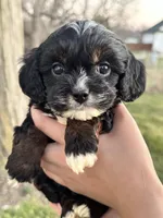 Boomer, a male Cavapoo and Cavalier King Charles Spaniel for sale in Missouri, MO – Photo 1 of 10