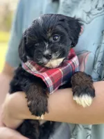 Boomer, a male Cavapoo and Cavalier King Charles Spaniel for sale in Marshfield, MO – 2 of 10