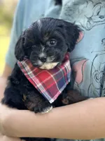 Boomer, a male Cavapoo and Cavalier King Charles Spaniel for sale in Marshfield, MO – 4 of 10