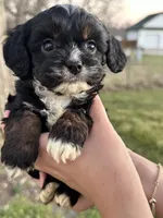 Boomer, a male Cavapoo and Cavalier King Charles Spaniel for sale in Missouri, MO – Photo 2 of 10