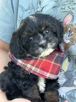 Boomer, a male Cavapoo and Cavalier King Charles Spaniel for sale in Marshfield, MO – 5 of 10