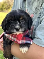 Boomer, a male Cavapoo and Cavalier King Charles Spaniel for sale in Marshfield, MO – 3 of 10