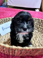 Boomer, a male Cavapoo and Cavalier King Charles Spaniel for sale in Missouri, MO – Photo 8 of 10