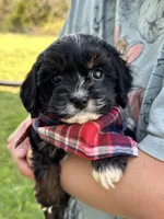 Boomer, a male Cavapoo and Cavalier King Charles Spaniel for sale in Marshfield, MO – 6 of 10