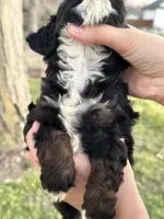 Boomer, a male Cavapoo and Cavalier King Charles Spaniel for sale in Missouri, MO – Photo 4 of 10