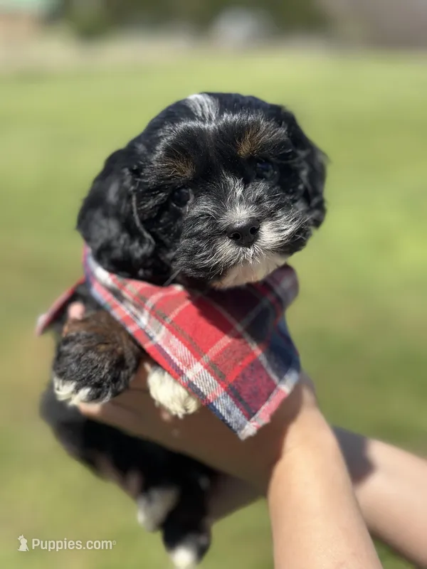 Boomer – Cavapoo, Cavalier King Charles Spaniel puppy for sale in Missouri, MO
