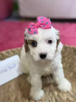 Snowball, a female Cavapoo and Cavalier King Charles Spaniel for sale in Marshfield, MO – 6 of 10