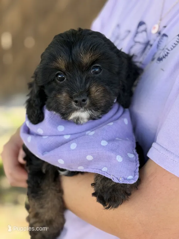 Paisley – Cavapoo, Cavalier King Charles Spaniel puppy for sale in Marshfield, MO