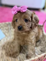 Wendy , a female Cavapoo and Cavalier King Charles Spaniel for sale in Marshfield, MO – 9 of 10